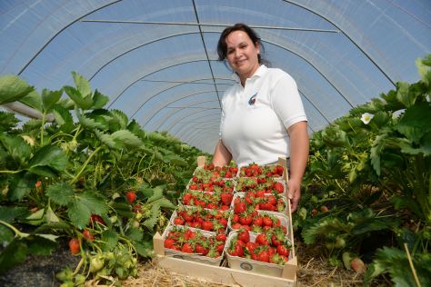 Himbeerhof Steinwehr Erdbeeren