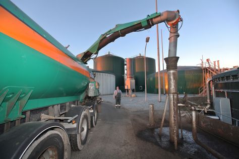 In der kommunale Biogasanlge in Viöl wird hauptsächlich Gülle verwertet